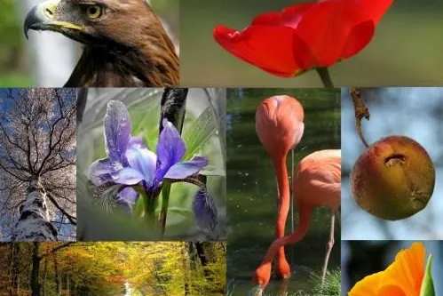 Aus Fauna und Flora: Naturfotografie in der „Galerie im Weinkomptor“ Bild: Aus Fauna und Flora: Naturfotografie in der „Galerie im Weinkomptor“