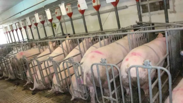 Bild: Skandal: Bundesrat stimmt gesetzeswidriger Kastenstandhaltung zu!