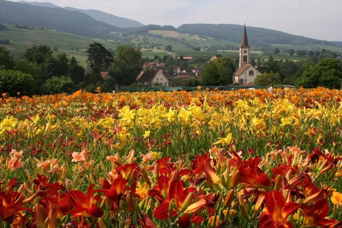 Staudengärtnerei Gräfin von Zeppelin im malerischen Weinort Sulzburg-Laufen im Markgräflerland