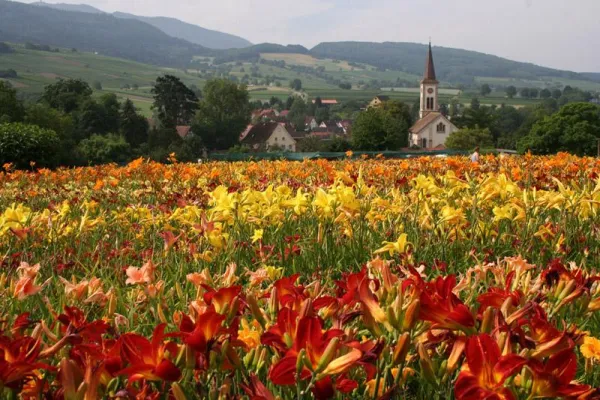 Bild: Das Markgräflerland - ein Mekka für Gartenfreunde
