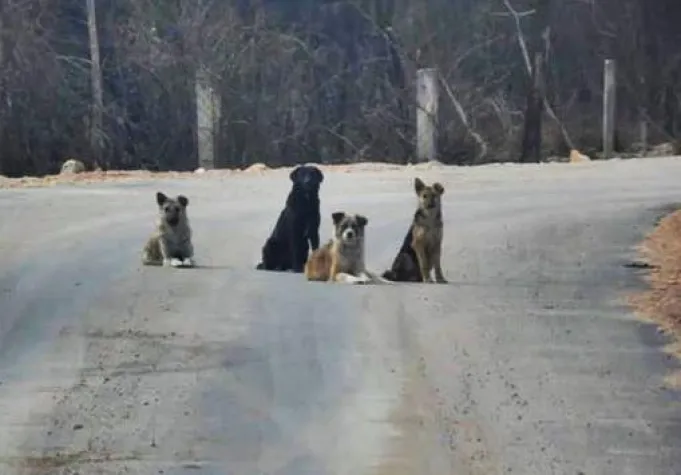 Bild: Die Straßenhunde – bitte vergesst sie nicht…..