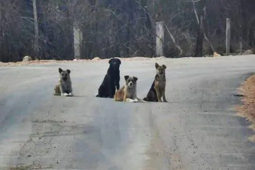 Bild: Die Straßenhunde – bitte vergesst sie nicht…..