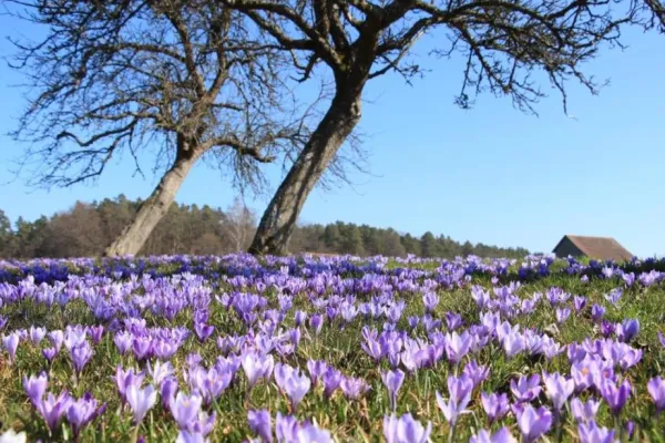 Bild: Mit dem ERV-Blumen-Kalender 2017 keine Blüte verpassen