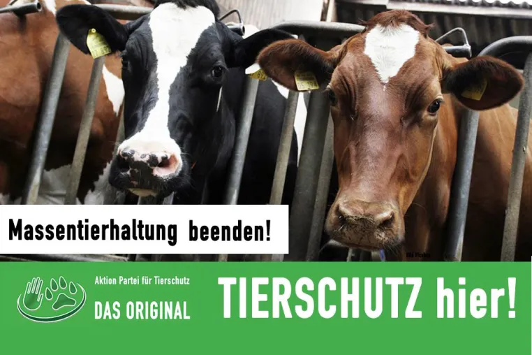 Bild: Tierschutz hier - Massentierhaltung beenden