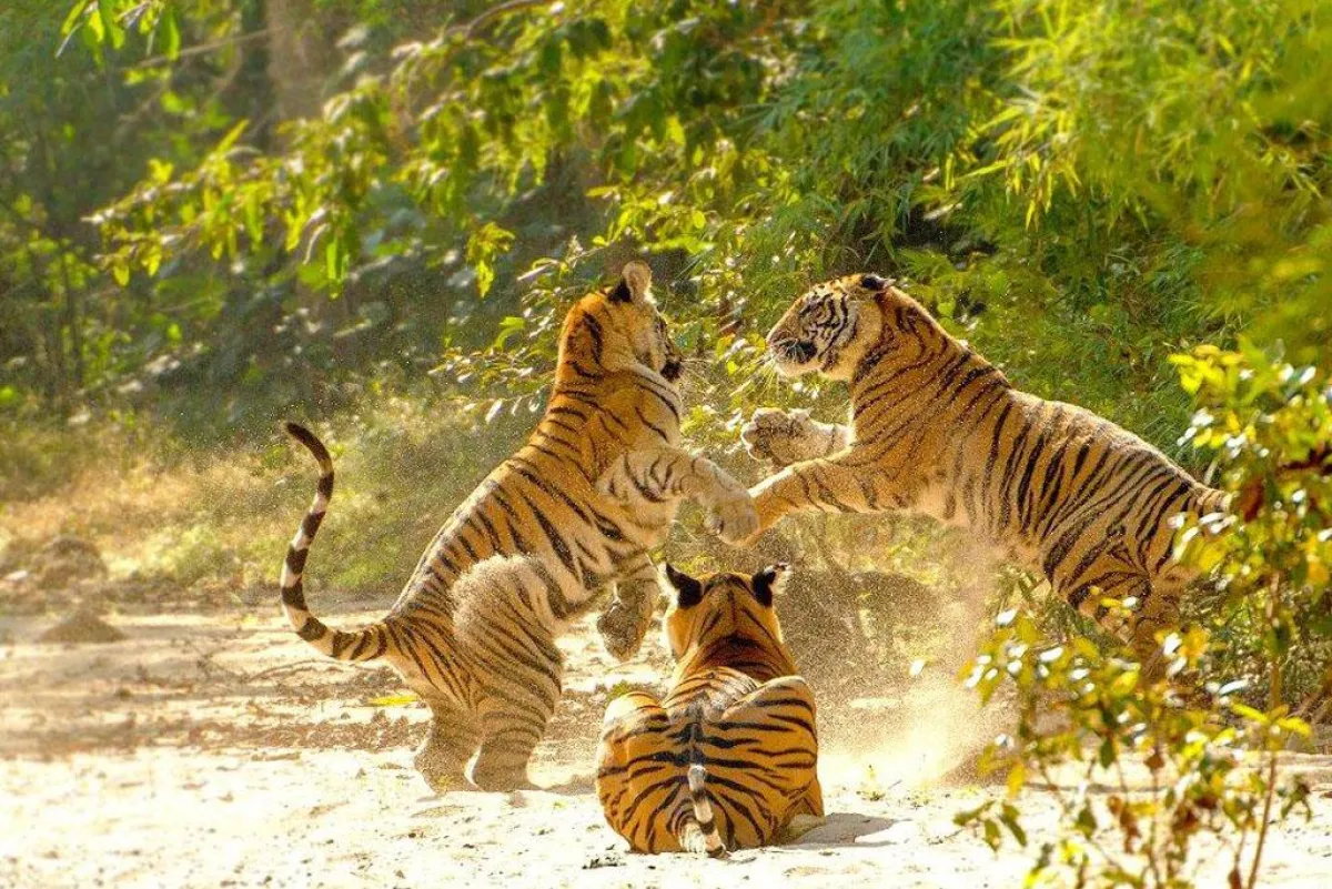 Bengalische Tiger (c) Madhya Pradesh Tourism Board