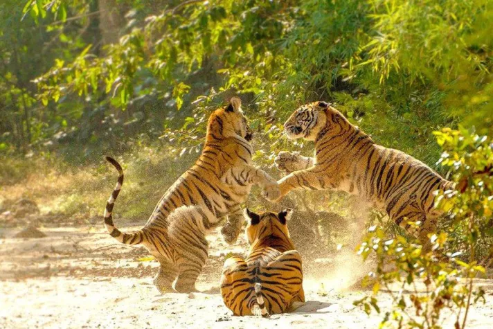 Bild: Des Tigers Titel