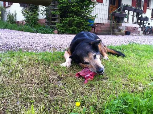 Bild: Knochenfütterung beim Barfen ja oder nein?