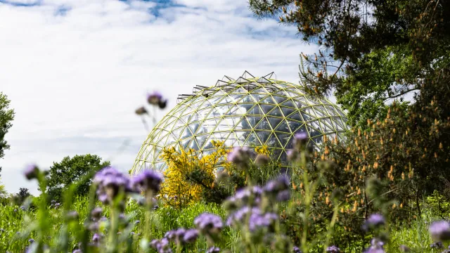 Bild: Blüten an allen Orten - Botanischer Garten der HHU im Mai