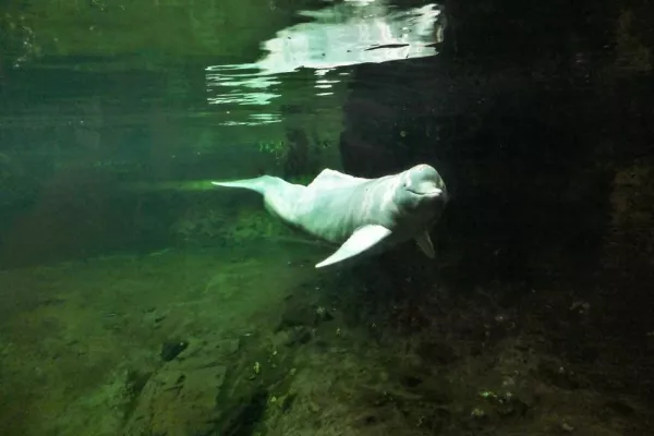 Bild: DER WAHRSCHEINLICH ERSTE AUGENULTRASCHALL BEI EINEM AMAZONAS-FLUSSDELFIN