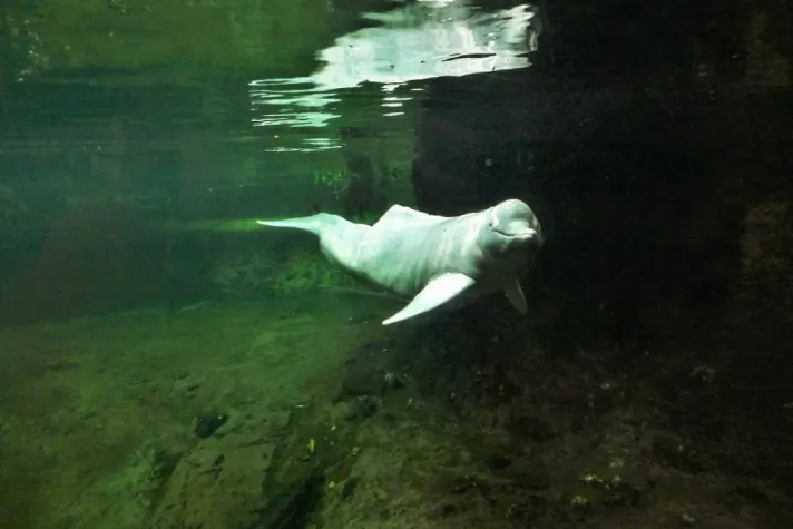 Bild: DER WAHRSCHEINLICH ERSTE AUGENULTRASCHALL BEI EINEM AMAZONAS-FLUSSDELFIN