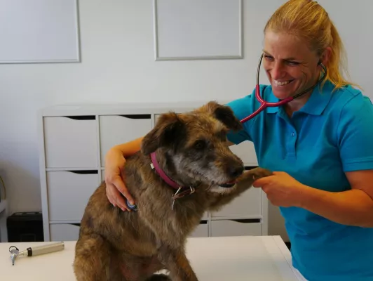 Bild: Neue Tierarztpraxis für Klein- und Heimtiere in Mering - Großraum Augsburg