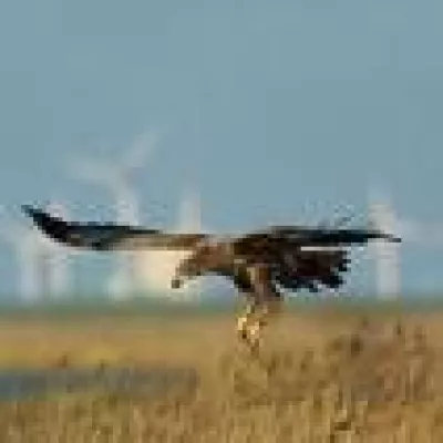 Bild: Vogelschutz: Erstmals wird Artenvielfalt in Förderprogrammen berücksichtigt