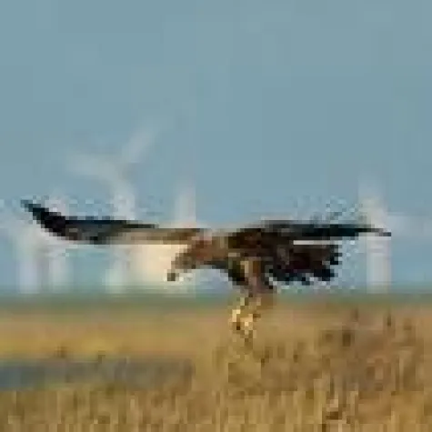 Bild: Vogelschutz: Erstmals wird Artenvielfalt in Förderprogrammen berücksichtigt