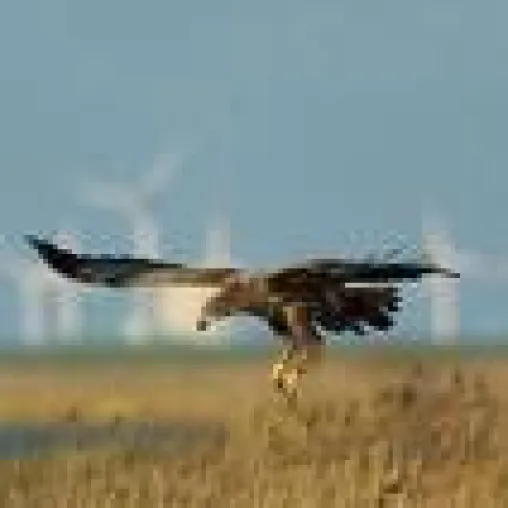 Bild: Vogelschutz: Erstmals wird Artenvielfalt in Förderprogrammen berücksichtigt