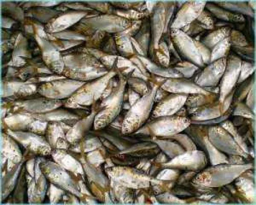 Rücksichtslose Wirtschafts- und Handelspolitik der EU läßt Meere ausbluten Bild: Rücksichtslose Wirtschafts- und Handelspolitik der EU läßt Meere ausbluten