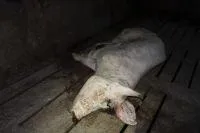 Bild: Aufgedeckt: Auch Simon-Fleisch aus Wittlich arbeitet mit der größten Schweinemast Niedersachsens zusammen