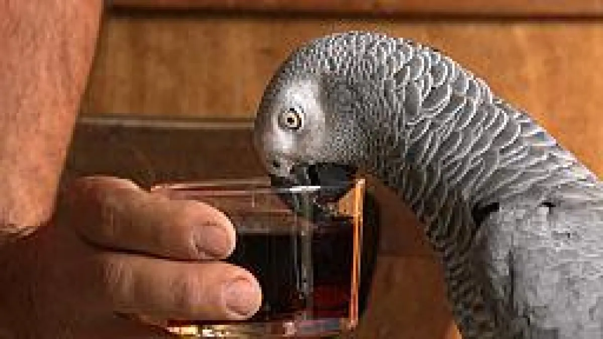 Der etwas andere Alkohol-Test