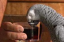 Bild: Der etwas andere Alkohol-Test