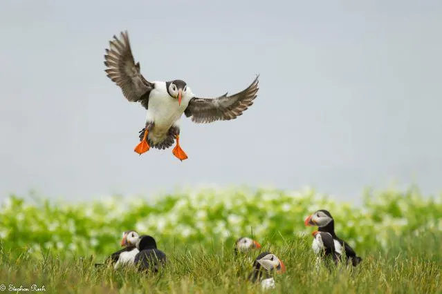 Bild: 2. Platz beim Wettbewerb NFS-Naturfotograf des Jahres 2012 in der Kategorie Vögel