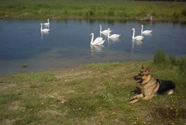 Bund Deutscher Tierfreunde rät zum Hund als Fitnesstrainer Bild: Bund Deutscher Tierfreunde rät zum Hund als Fitnesstrainer