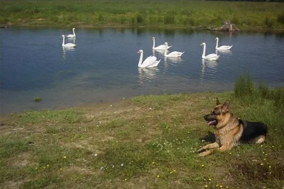Bund Deutscher Tierfreunde rät zum Hund als Fitnesstrainer Bild: Bund Deutscher Tierfreunde rät zum Hund als Fitnesstrainer