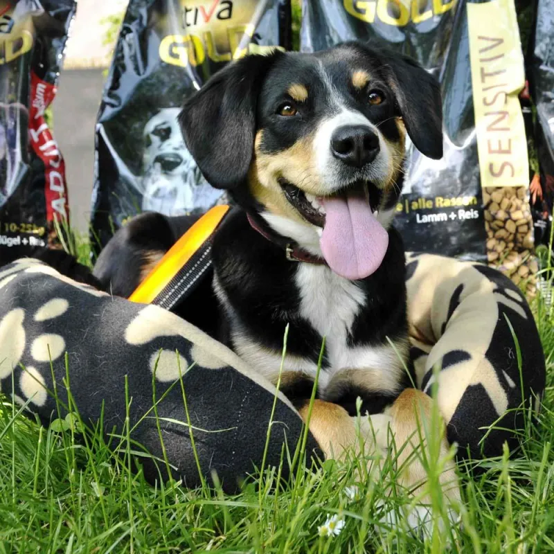 Die Entlebucher Sennenhündin Ida aus Essen gewann große Mengen Hundefutter, ein neues gemütliches Hundebett und Hundespielzeug. Foto: Olaf Eybe