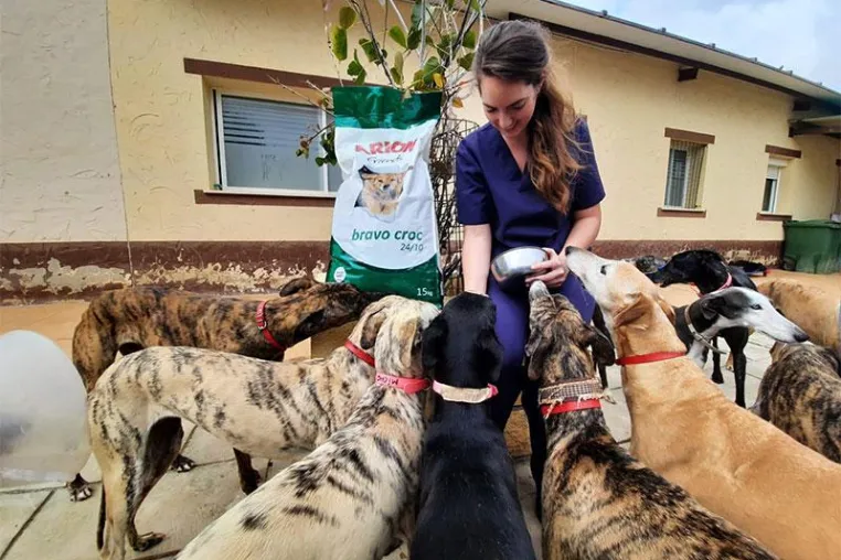Bild: Spanische Tierschützer*innen können aufatmen: Hilfe für verstoßene Jagdhunde