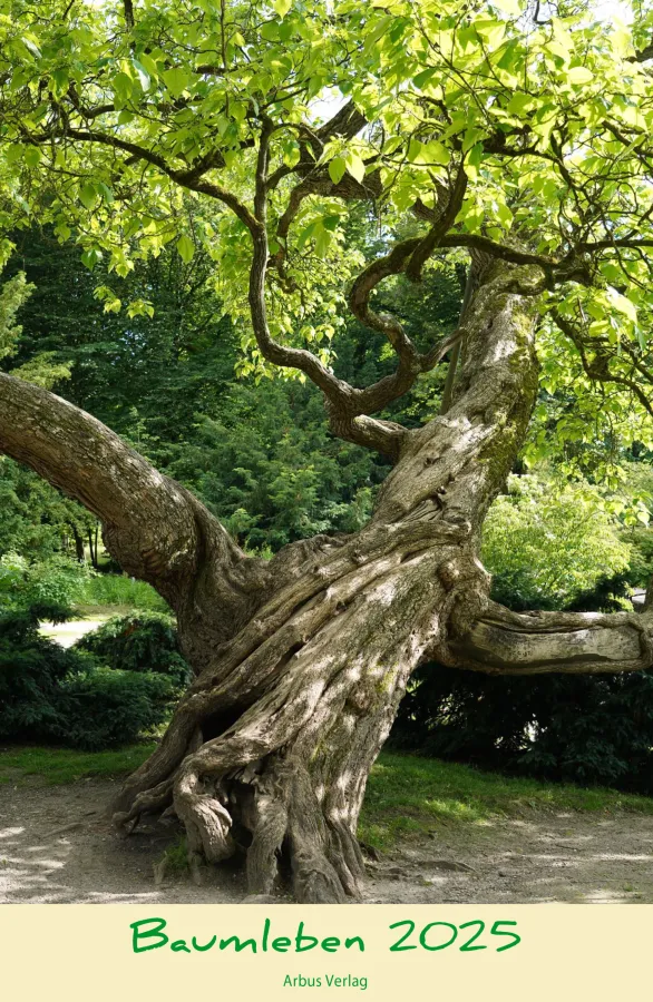 Baumleben: Begeben Sie sich auf eine Reise durch die monumentale Welt der Bäume 2025 (© Peter Klug, Arbus-Verlag)