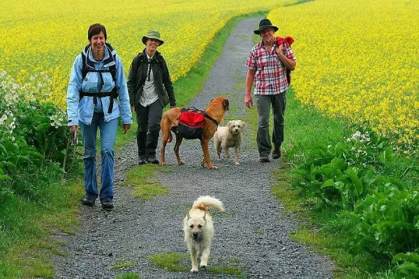 Bild: hunde-wandern in Düsseldorf