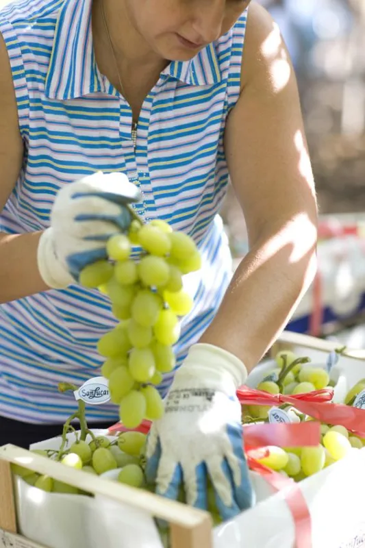 SanLucar Paradiestrauben werden direkt am Feld verpackt und sind deshalb besonders knackig.