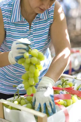 Bild: Trauben von SanLucar – sonnenverwöhnte Früchte mit viel Geschmack