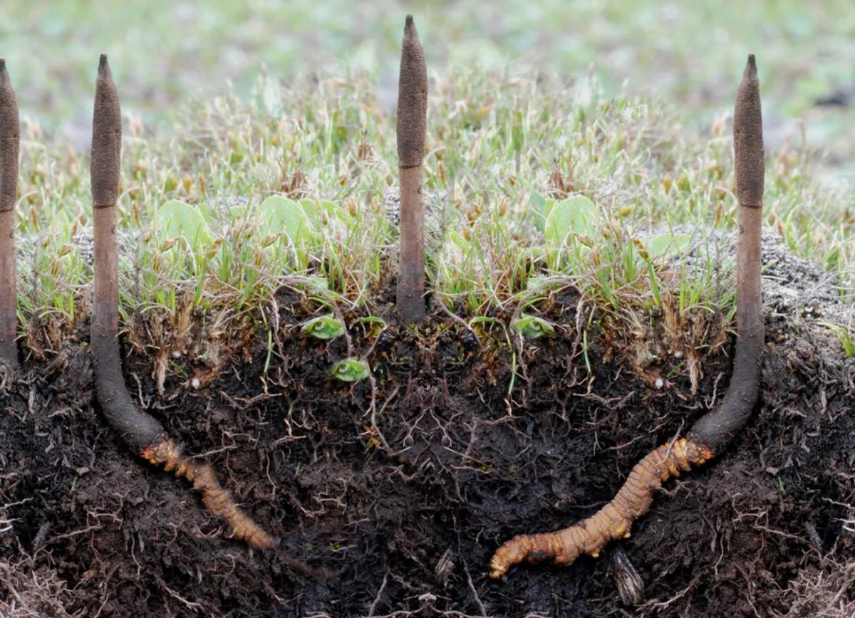 Vitalpilz Cordyceps in der Natur (© ©Daniel Winkler )