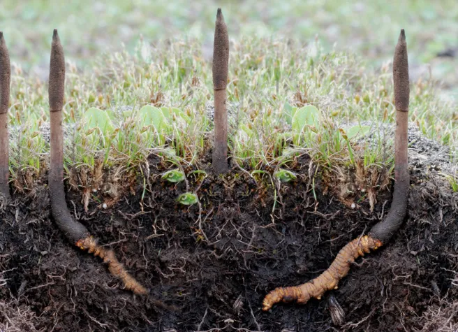 Das MykoTroph Institut stellt vor: Vitalpilze als natürliche Unterstützung bei Depressionen Bild: Das MykoTroph Institut stellt vor: Vitalpilze als natürliche Unterstützung bei Depressionen