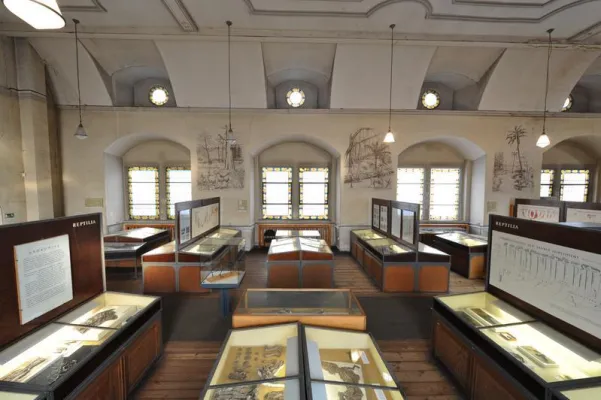 Bild: „Geiseltalk“ zu weltberühmten Fossilien: Geiseltalmuseum in der Neuen Residenz öffnet noch einmal
