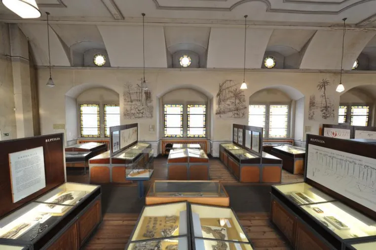 Bild: „Geiseltalk“ zu weltberühmten Fossilien: Geiseltalmuseum in der Neuen Residenz öffnet noch einmal