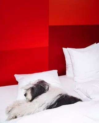 Bild: Vier Sterne für vier Pfoten