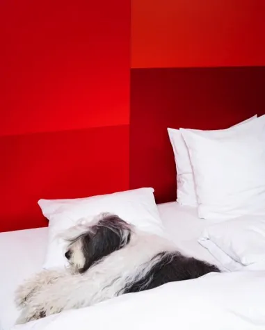 Bild: Vier Sterne für vier Pfoten