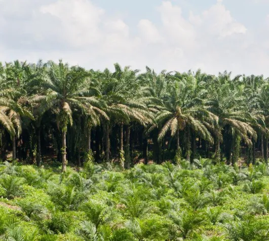 Bild: Konsequente Offensive für nachhaltiges Palmöl