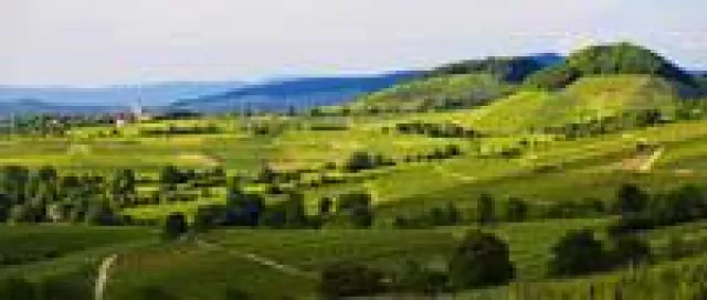 Bild: Markgräfler Wiiwegli - Eine Weinwanderung durch das südbadische Markgräflerland