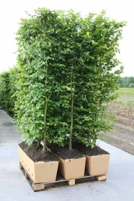 Bild: Gartenplanung 2012 - Jetzt ist der richtige Zeitpunkt für die Planung von neuen Pflanzenhecke