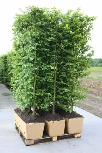Bild: Gartenplanung 2012 - Jetzt ist der richtige Zeitpunkt für die Planung von neuen Pflanzenhecke