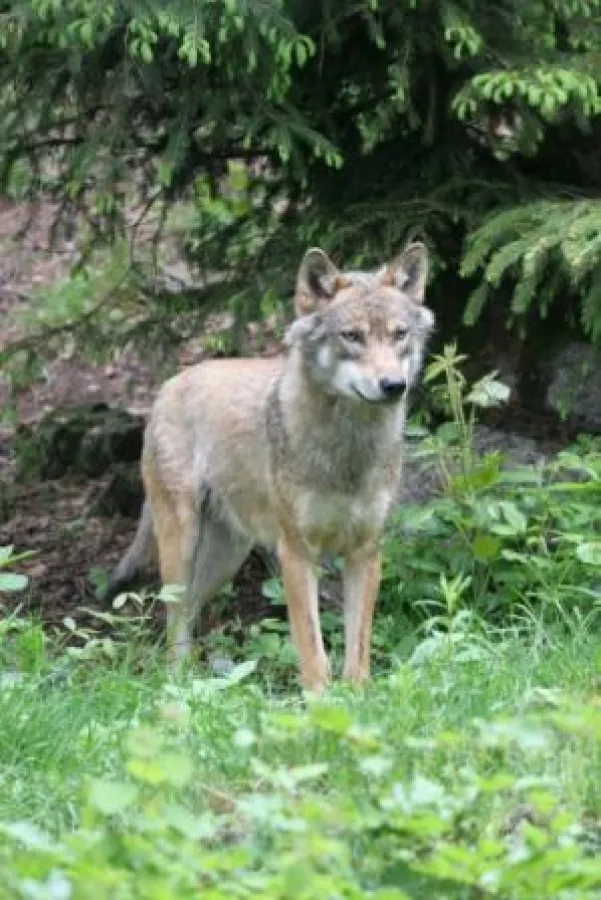 Seit Ende 2014 steigende Anzahl von Wolfsnachweisen in Schleswig-Holstein_Foto: Wiebke Wendorff