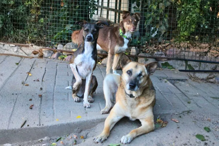 Bild: 34 Hunde aus ukrainischem Kriegsgebiet gerettet – Schicksalshund "Ruben" in Bad Staffelstein angekommen