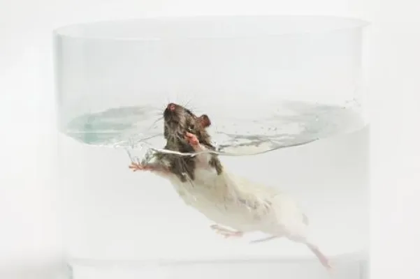 Bild: Deutschland erlaubt von EU verbotene Tierversuche - Minister Schmidt sieht keinen Handlungsbedarf