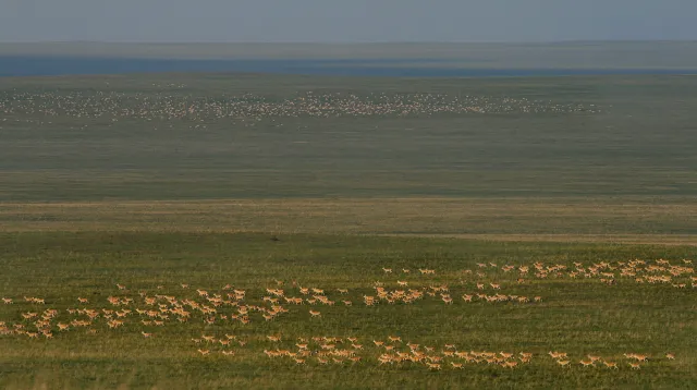 „Move BON“: Neues globales Netzwerk zur Erforschung von Tierwanderungen Bild: „Move BON“: Neues globales Netzwerk zur Erforschung von Tierwanderungen