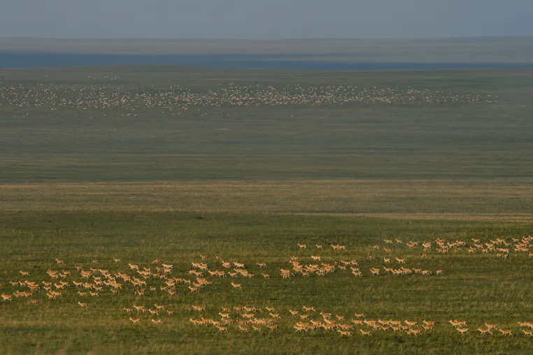 Bild: „Move BON“: Neues globales Netzwerk zur Erforschung von Tierwanderungen