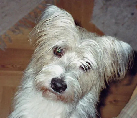 Bild: Tiergeschichten, Reime, Elfengeschichten sowie neu unser Hund unter "Janosch Zsilinszki" auf Facebook