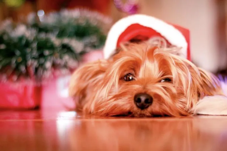 Bild: Braten und andere weihnachtliche Leckereien können tödlich für Hunde sein