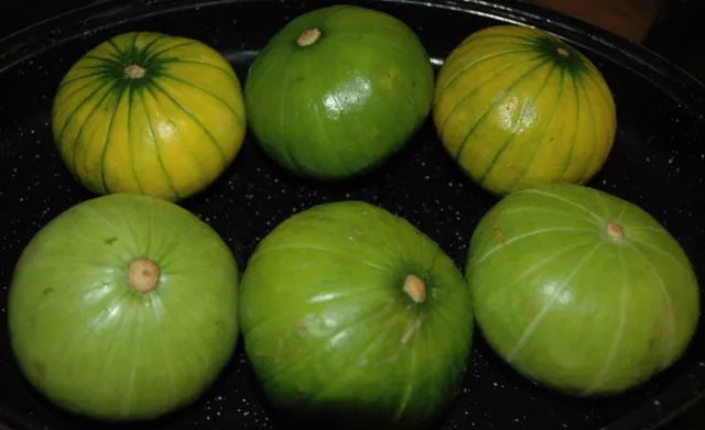 Bild: Zucchiolo - die neue spanische Gemüsekreuzung aus Zucchini und Gurke begeistert Köche!
