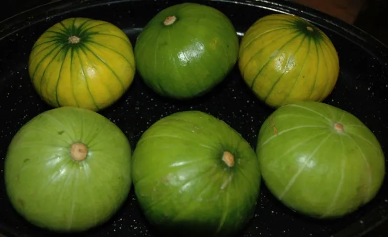 Bild: Zucchiolo - die neue spanische Gemüsekreuzung aus Zucchini und Gurke begeistert Köche!